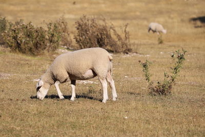 Sheep in field in drought year.