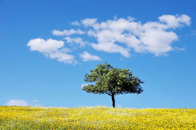 Tree on flowerbed against sky