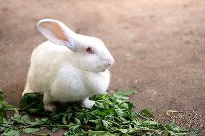 Rabbit on field