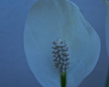 Close-up of water on blue background