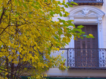 Close-up view of tree