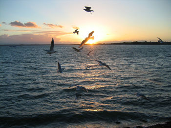 Silhouette birds flying over sea against sky during sunset