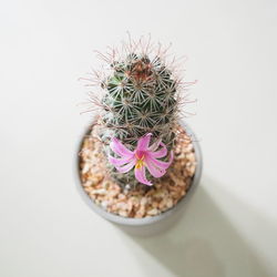 Close-up of succulent plant in pot