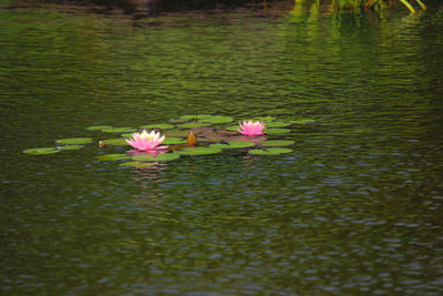 Close-up of pink lotus water lily in pond