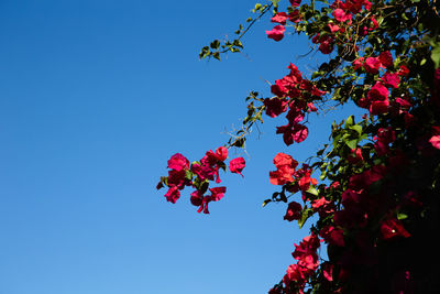 Low angle view of red flowering tree against clear blue sky