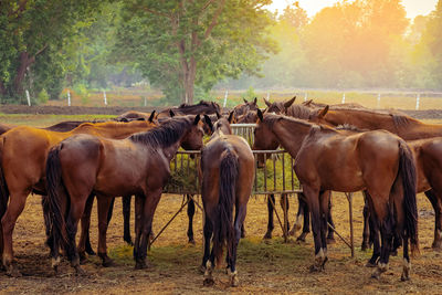 Horses grazing in field in evening. many horses on pasture in sunset light. 