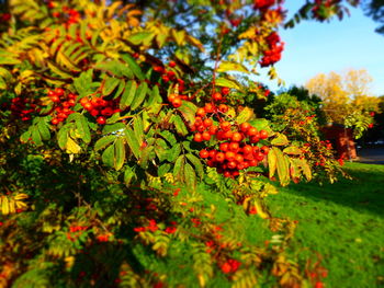 Plants growing on tree