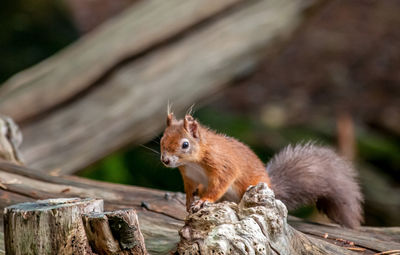 Squirrel on tree stump