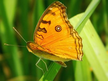Close-up of butterfly on flower