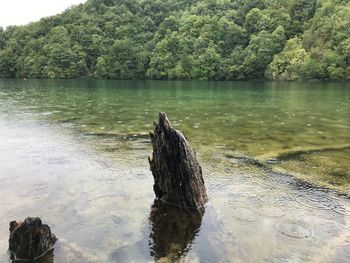 Scenic view of lake against trees