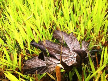 Plants growing on field