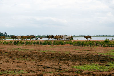 View of horses on field against sky
