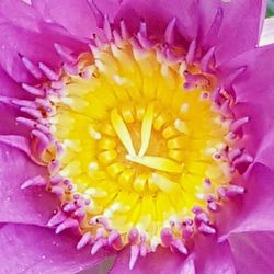 Macro shot of pink flower