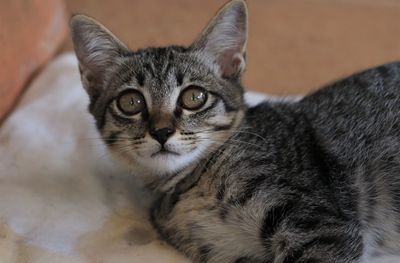 Close-up portrait of a cat