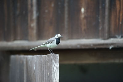 Bird perching on wooden post