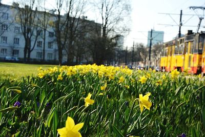 Yellow flowers growing in field