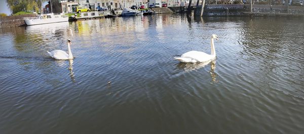 High angle view of swan floating on lake