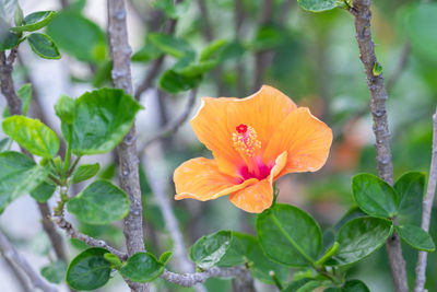 Close-up of orange flowering plant