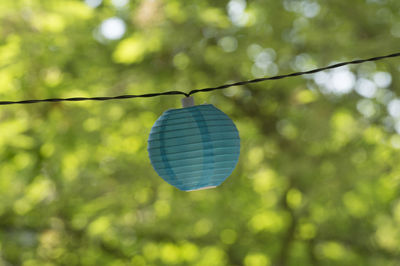 Close-up of hanging on tree