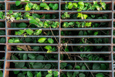 Full frame shot of potted plants