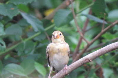 Close-up of bird perching on branch