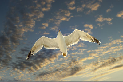 Low angle view of seagull flying