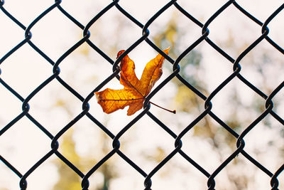 chainlink fence