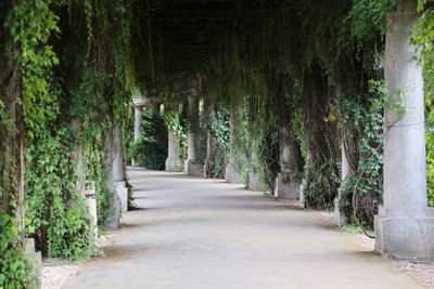 Empty road amidst trees