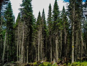 View of trees in forest