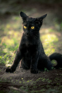 Portrait of black cat sitting outdoors