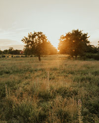 Scenic view of field against sky