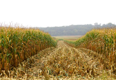 Scenic view of field against clear sky