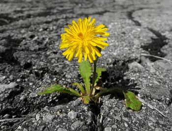 Close-up of yellow flower