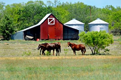 Horses in park against sky