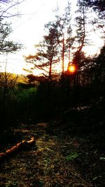 Scenic view of trees against sky during sunset