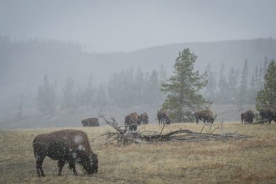 Horse grazing on field against sky during winter