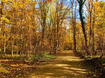 Trees in forest during autumn