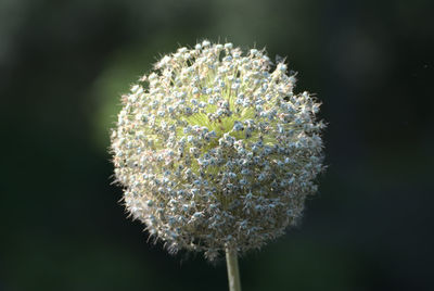 Ball flower in soft light