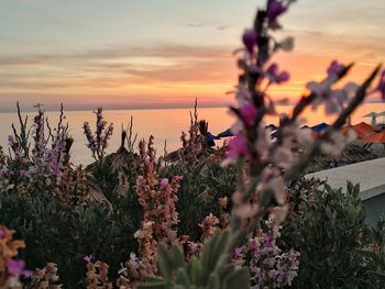 Close-up of purple flowering plants against sky during sunset