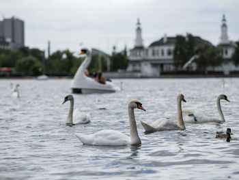 Swans swimming on lake against city