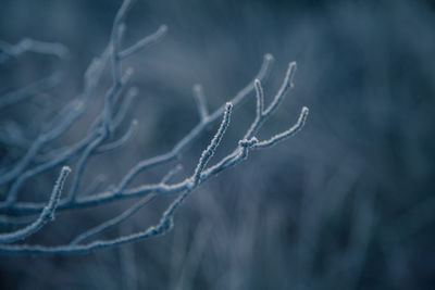 A beautiful morning landscape in a frozen swamp. bright, colorful sunrise in frozen wetlands.