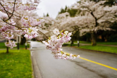 Close-up of pink cherry blossom tree