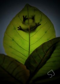 green color