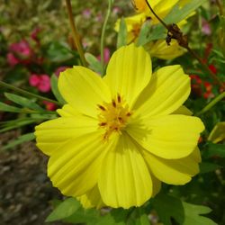 Close-up of yellow flower