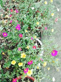 Close-up of flowers blooming outdoors