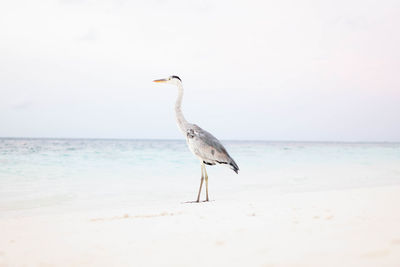 Bird perching on beach against sky