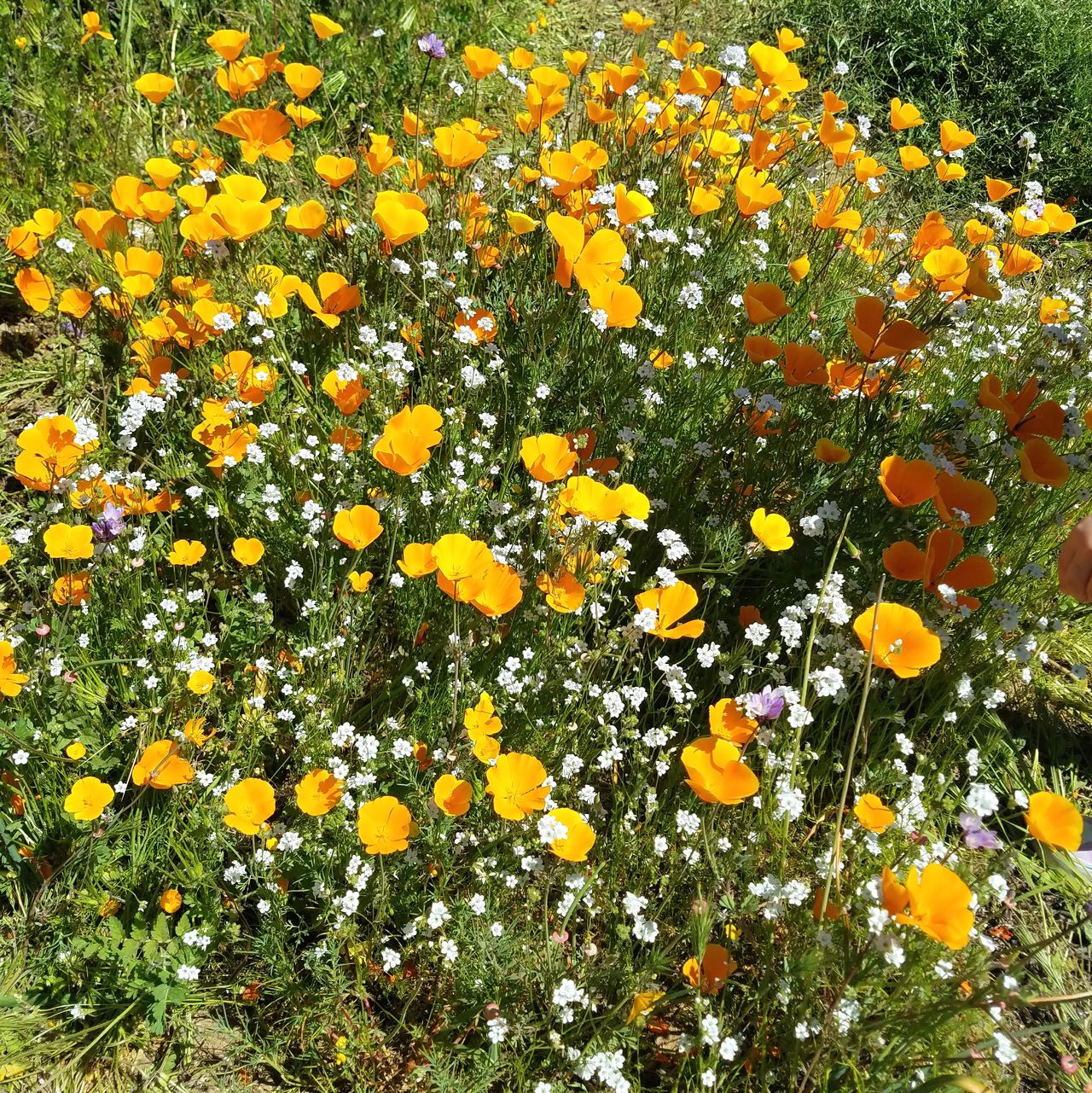 Flowers poppies