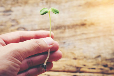 Close-up of hand holding leaf