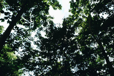 Low angle view of trees against sky