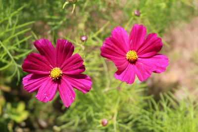 Close-up of pink daisy flowers